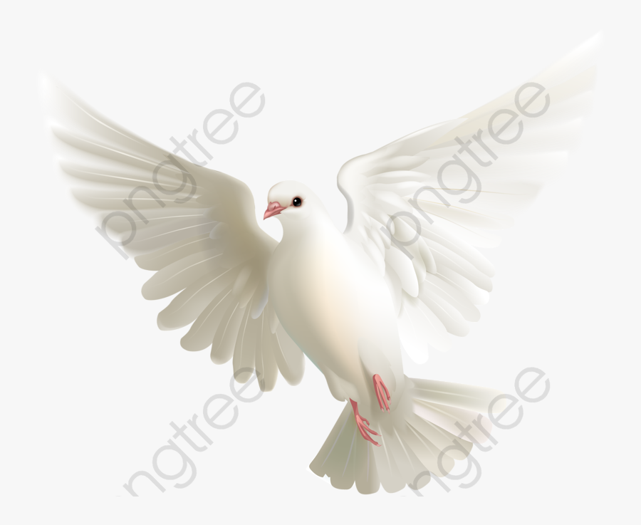 Transparent Pigeon Clipart - Love Dove Gif, Transparent Clipart