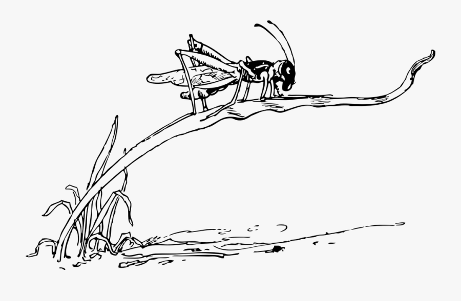 Grasshopper, Black And White, Insect, Small, Sitting - Drawing Of Grasshopper On Grass, Transparent Clipart