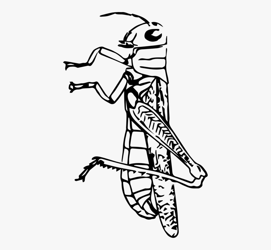 Art,monochrome Photography,shoe - Black And White Clip Art Grasshopper, Transparent Clipart