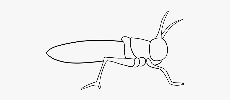 Ant, Transparent Clipart