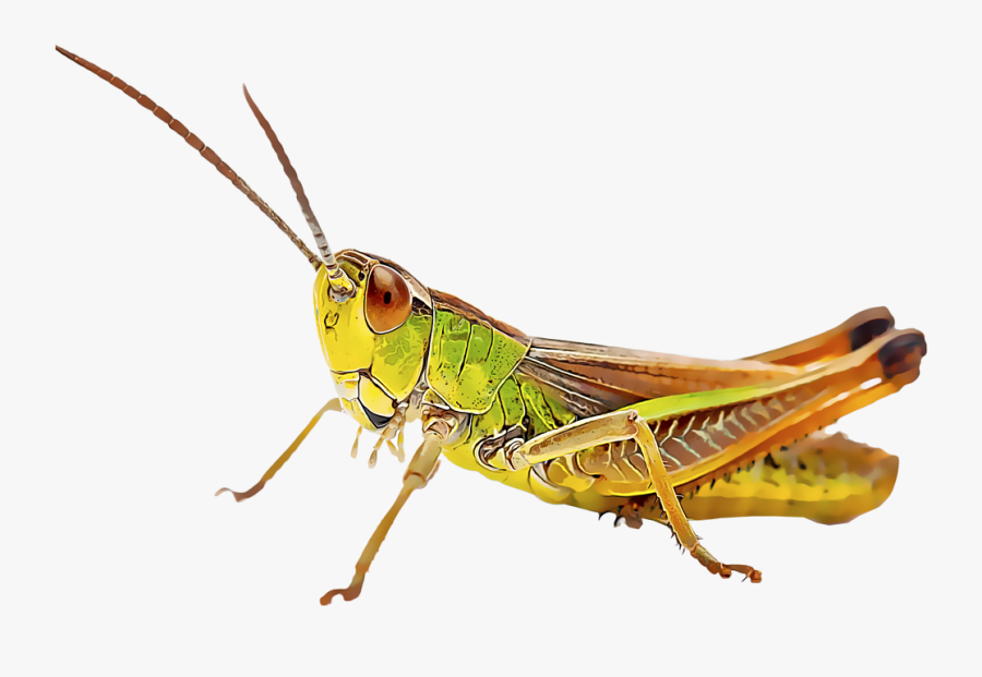 Transparent Grasshopper Clipart - Cricket Insect, Transparent Clipart