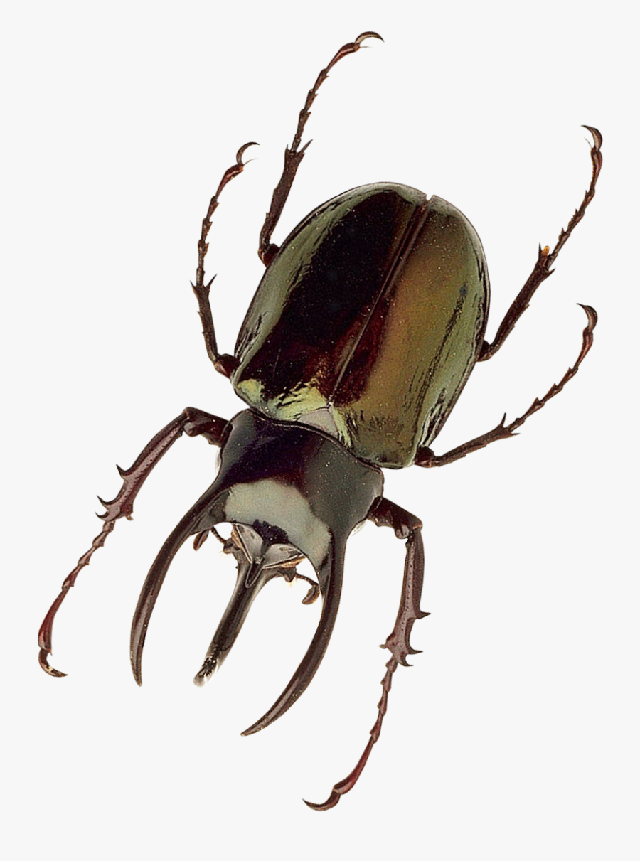 Cricket Bug Png - Insect Png, Transparent Clipart