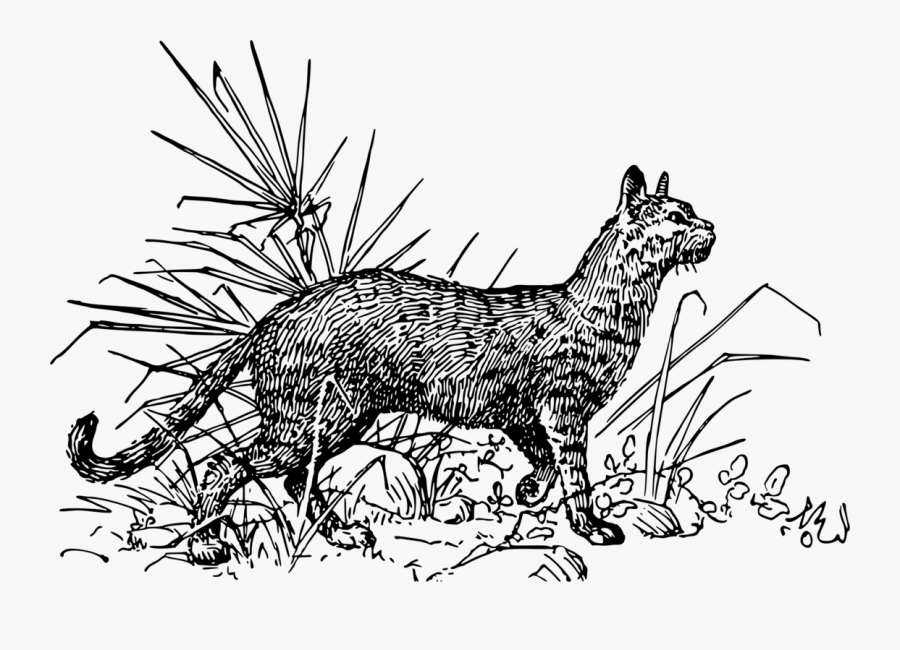 Art,carnivoran,dog Like Mammal - Drawing African Wildcat, Transparent Clipart