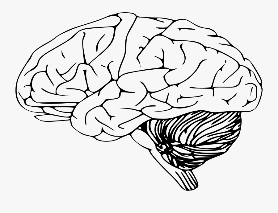 Human Brain Clip Art - Brain Clipart Black And White, Transparent Clipart