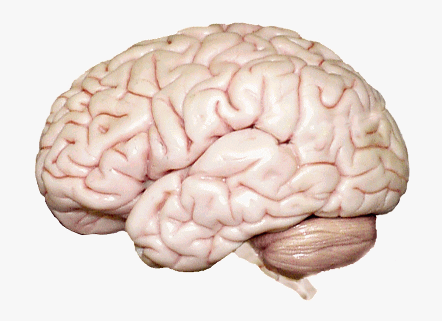 Psychology Chapter 2 Human Brain - Human Brain, Transparent Clipart