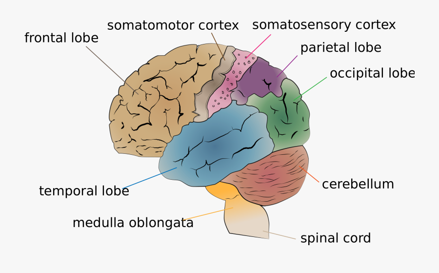 Brain Diagrams, Transparent Clipart