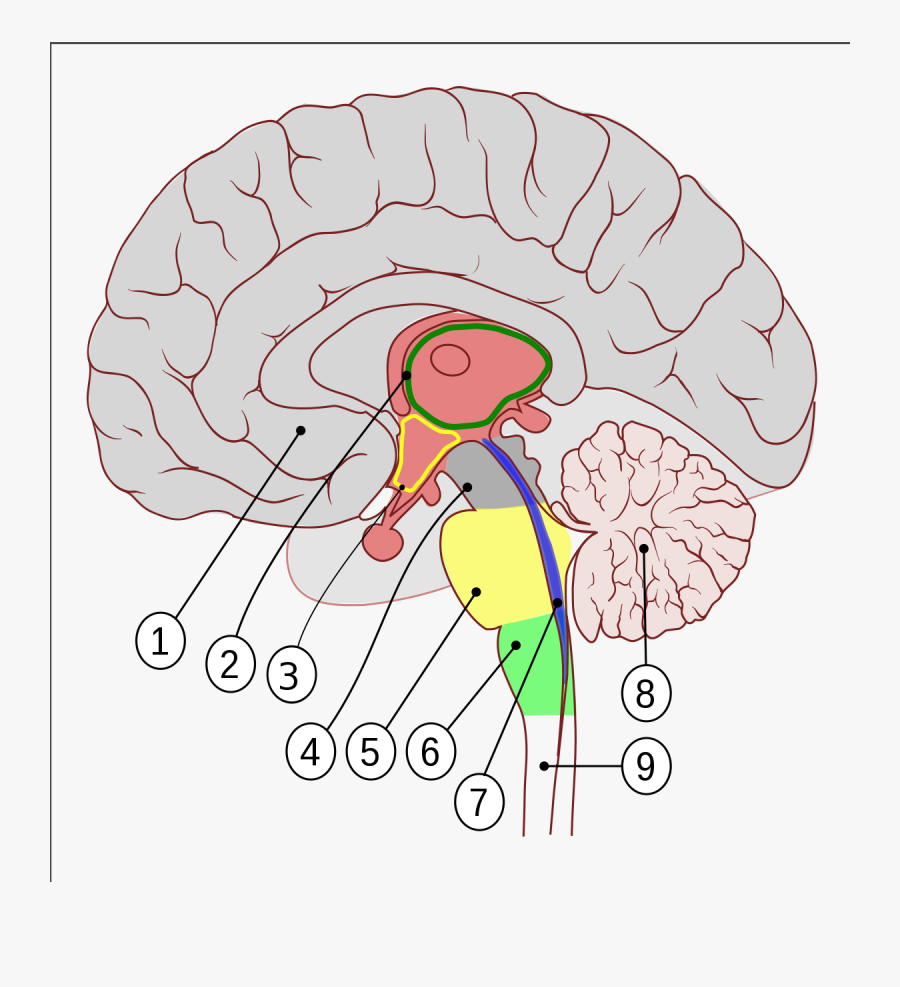 Brain Encephalon, Transparent Clipart