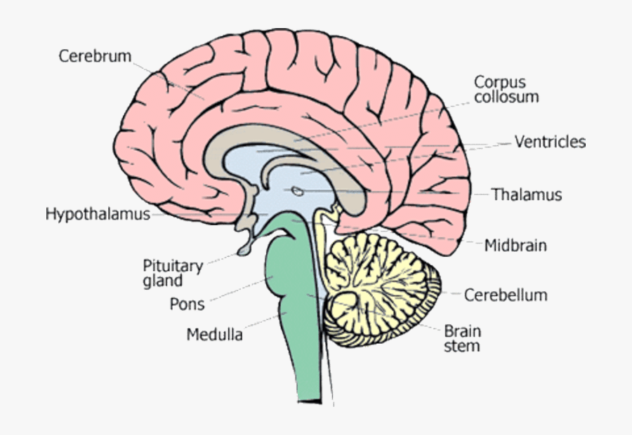 1 Different Parts Of Human Brain [13] - Figure Of Human Brain, Transparent Clipart