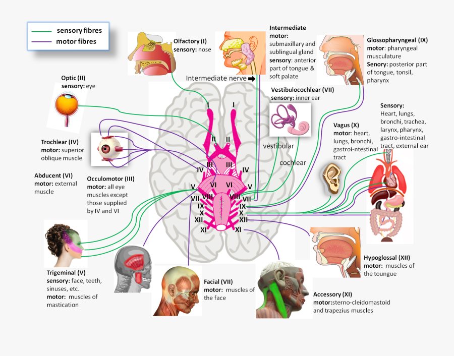 Human Brain Cranial Nerves, Transparent Clipart