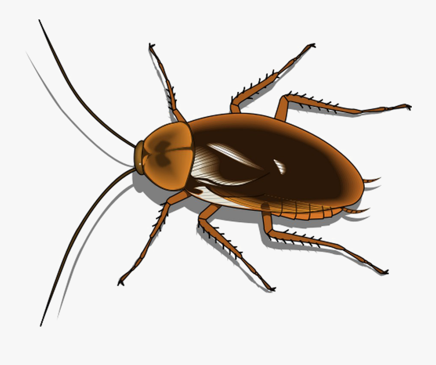 Cockroach Png Free Image - Cartoon Image Of Cockroach, Transparent Clipart