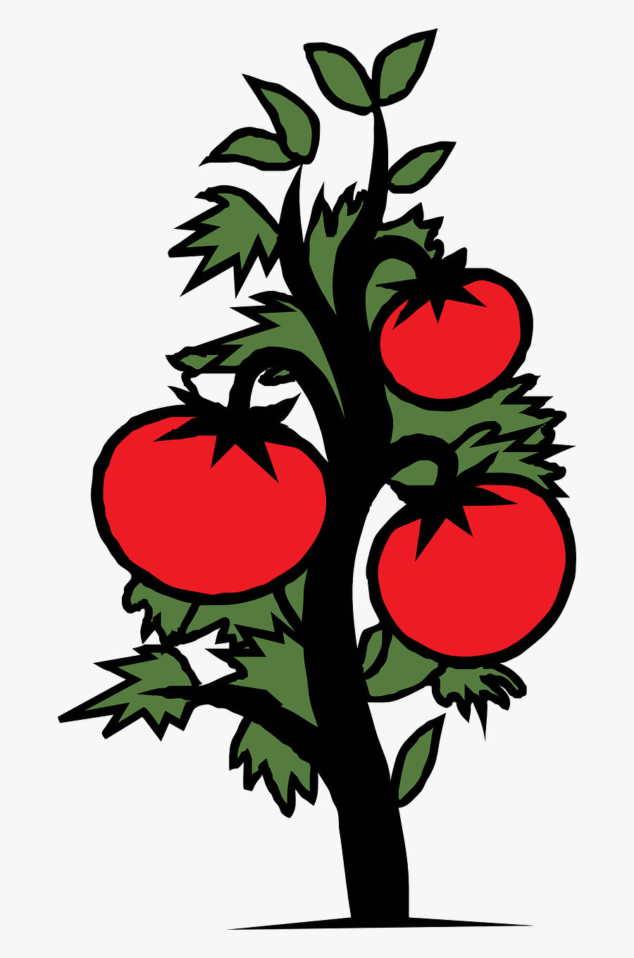 Tomato Plant Vegetable Free Picture - Tomato Plant Clip Art, Transparent Clipart