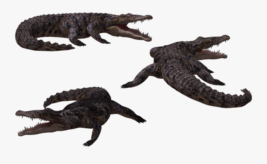Alligators 3d, Transparent Clipart