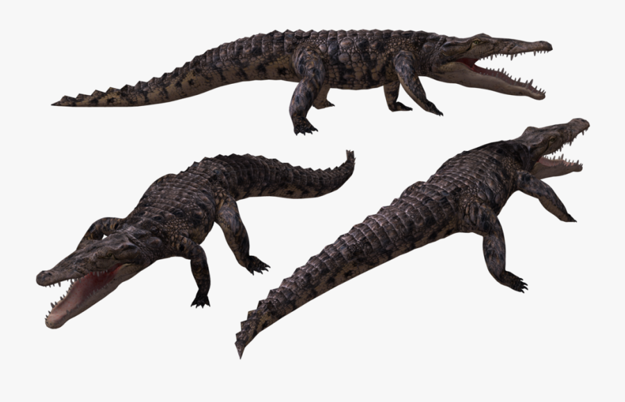 American Crocodile, Transparent Clipart