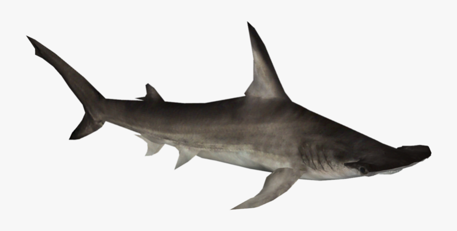Hammerhead Shark, Transparent Clipart