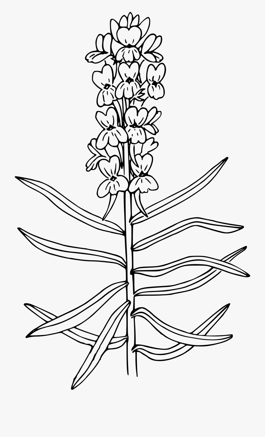 Butter And Eggs Clip Arts - Snapdragon Drawing Easy, Transparent Clipart