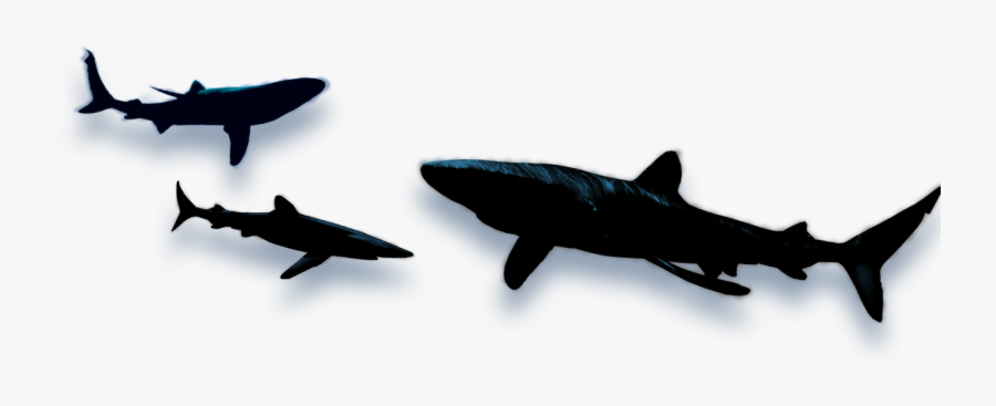 Shark Shadow Png, Transparent Clipart