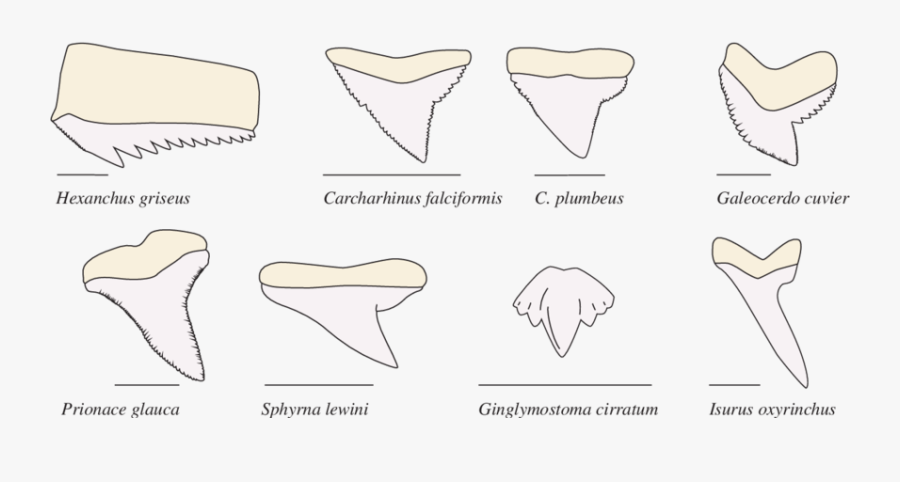 Morphological Diversity In Shark Teeth Shark Teeth - Tipos De Dientes De Tiburon, Transparent Clipart