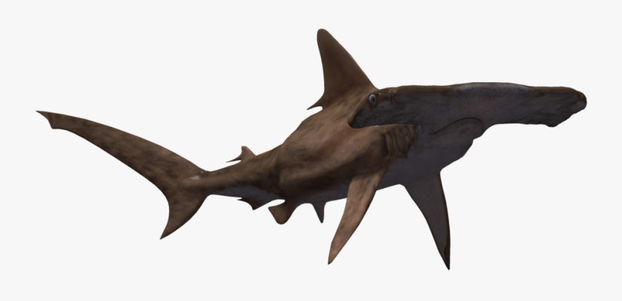 Clip Art Free Download Clip Art - Hammerhead Shark White Background, Transparent Clipart