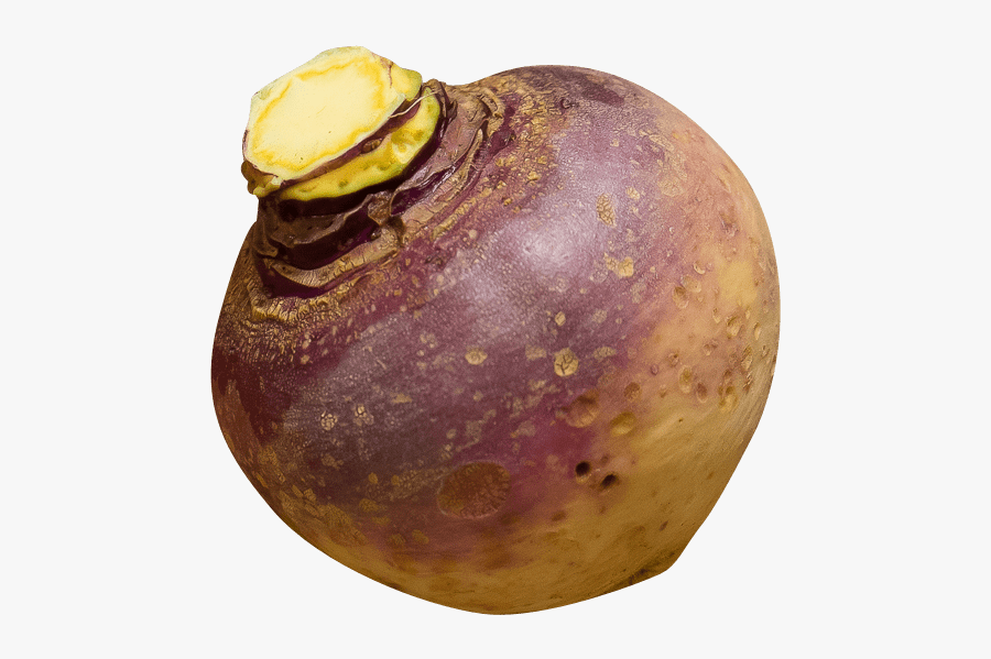 Swedish Turnip - Rutabaga Transparent Background, Transparent Clipart