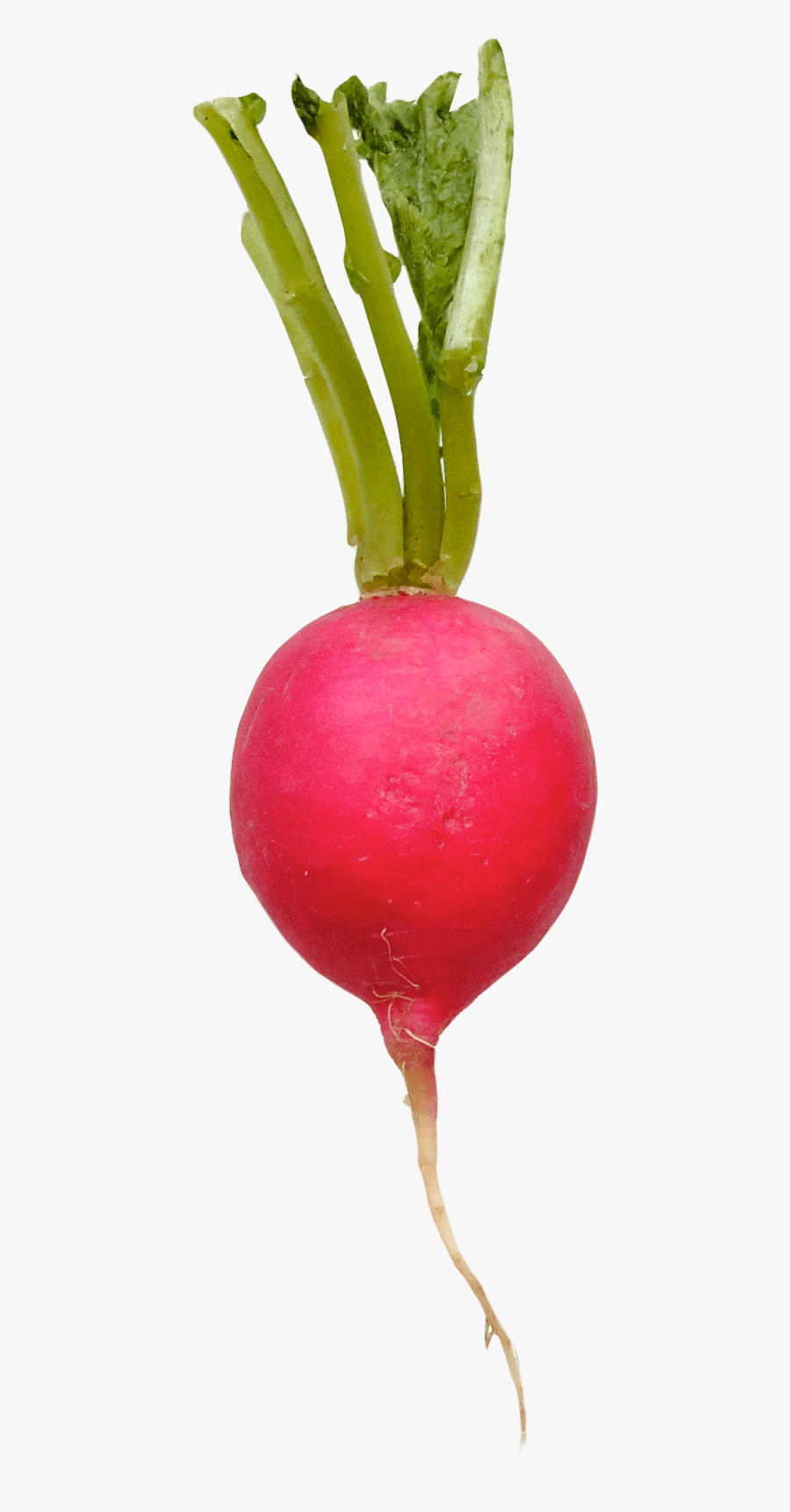 Turnip - Radish Transparent, Transparent Clipart
