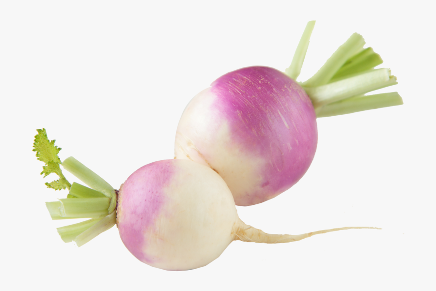 Difference Between Turnip And Onion, Transparent Clipart