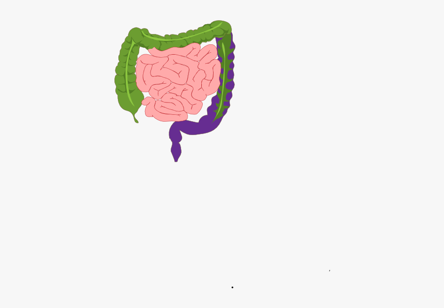 Digestive System, Transparent Clipart