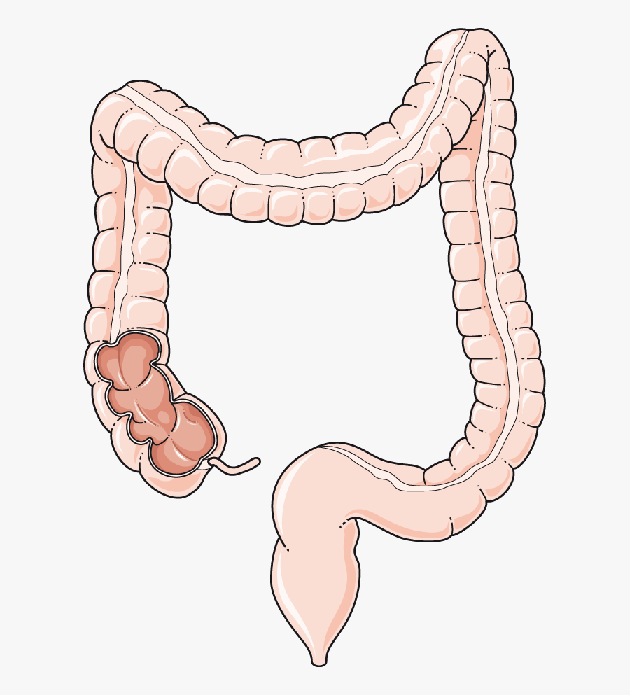 Gastroenterology Archives Servier Medical - Cartoon Large Intestine Png, Transparent Clipart