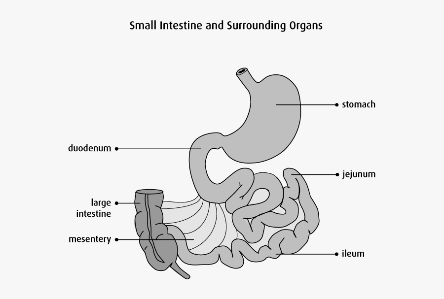 Clip Art Large Intestine Diagram - Diagram Of Stomach And Small Intestine, Transparent Clipart