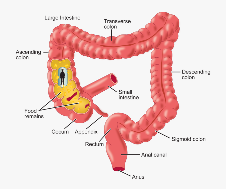 Stomach Clipart Human Intestine - Duodenum Of The Small Intestine Being Squirted, Transparent Clipart