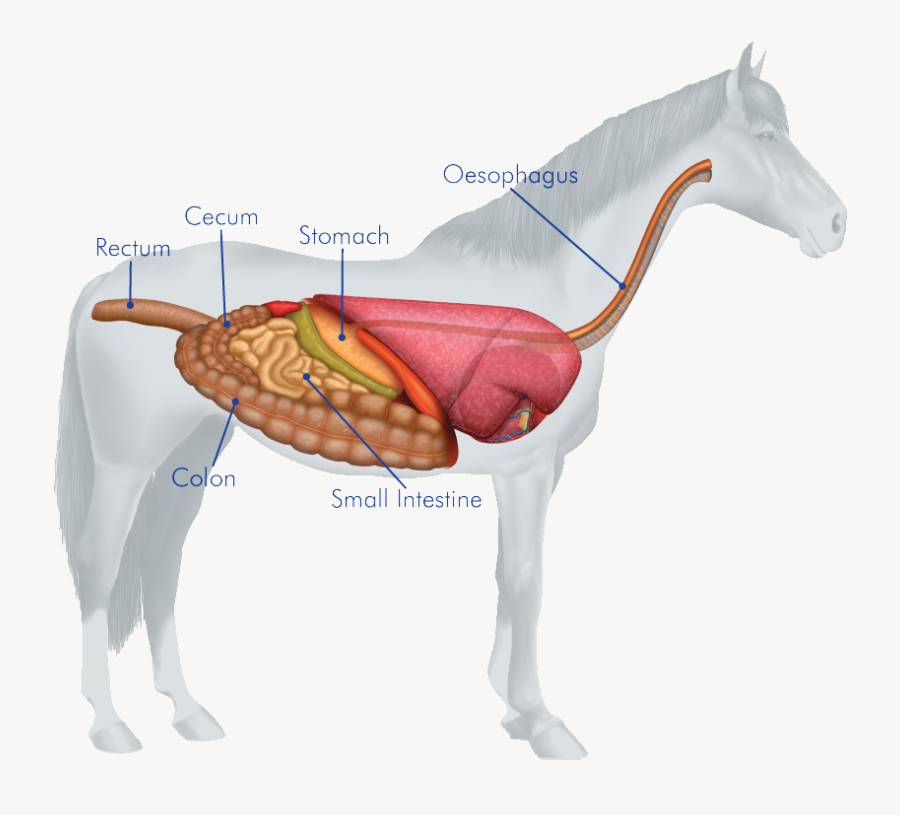 Body Systems Of Horse, Transparent Clipart