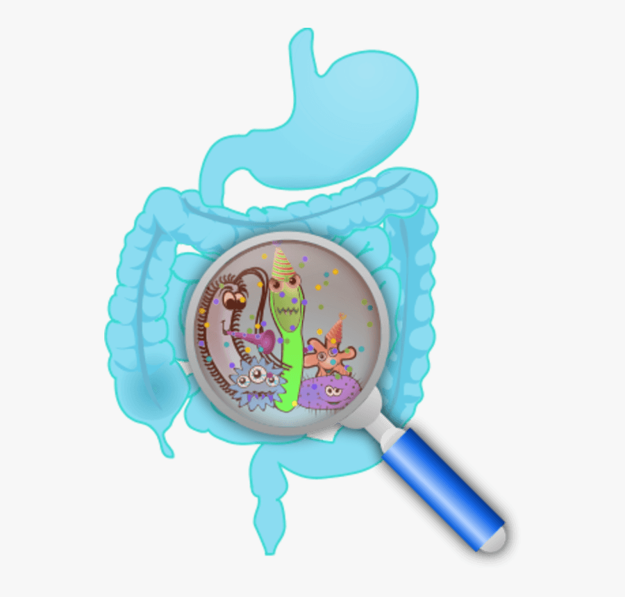 Human Intestine With A Zoom Lens Showing Organs - Cerebro E Intestino Png, Transparent Clipart