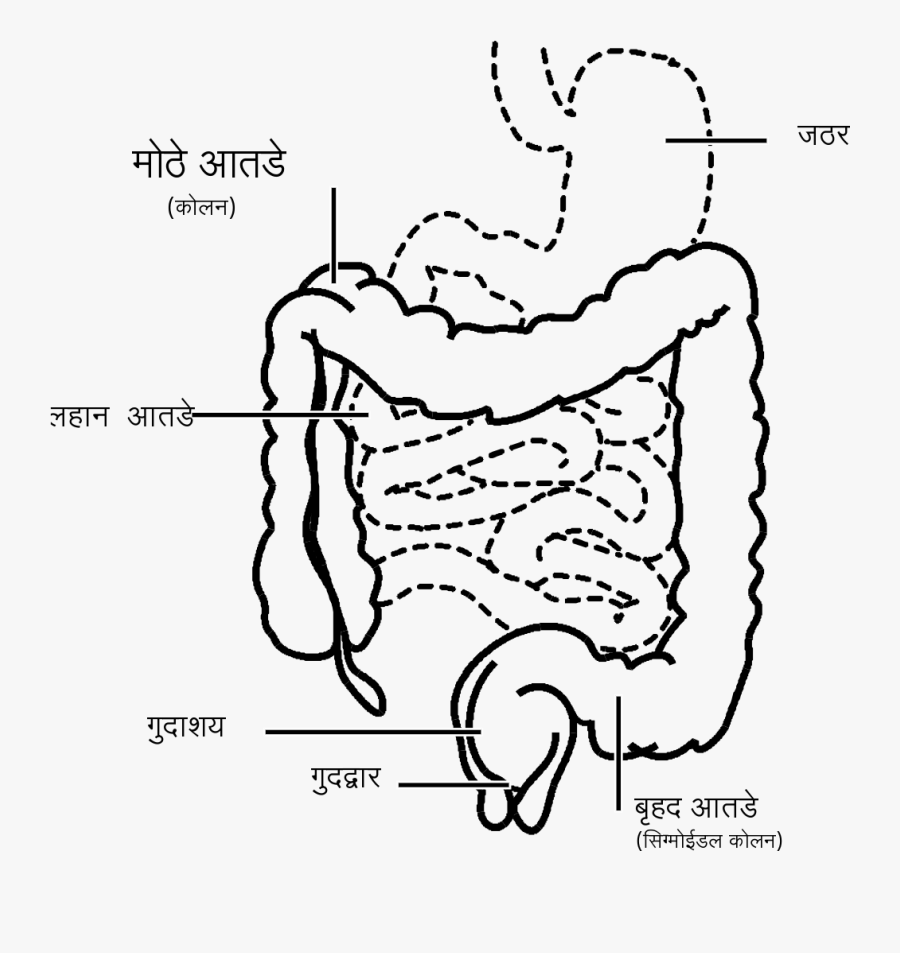 File - Intestine-mr - Svg - Simple Large Intestine - Human Organ System Drawing, Transparent Clipart