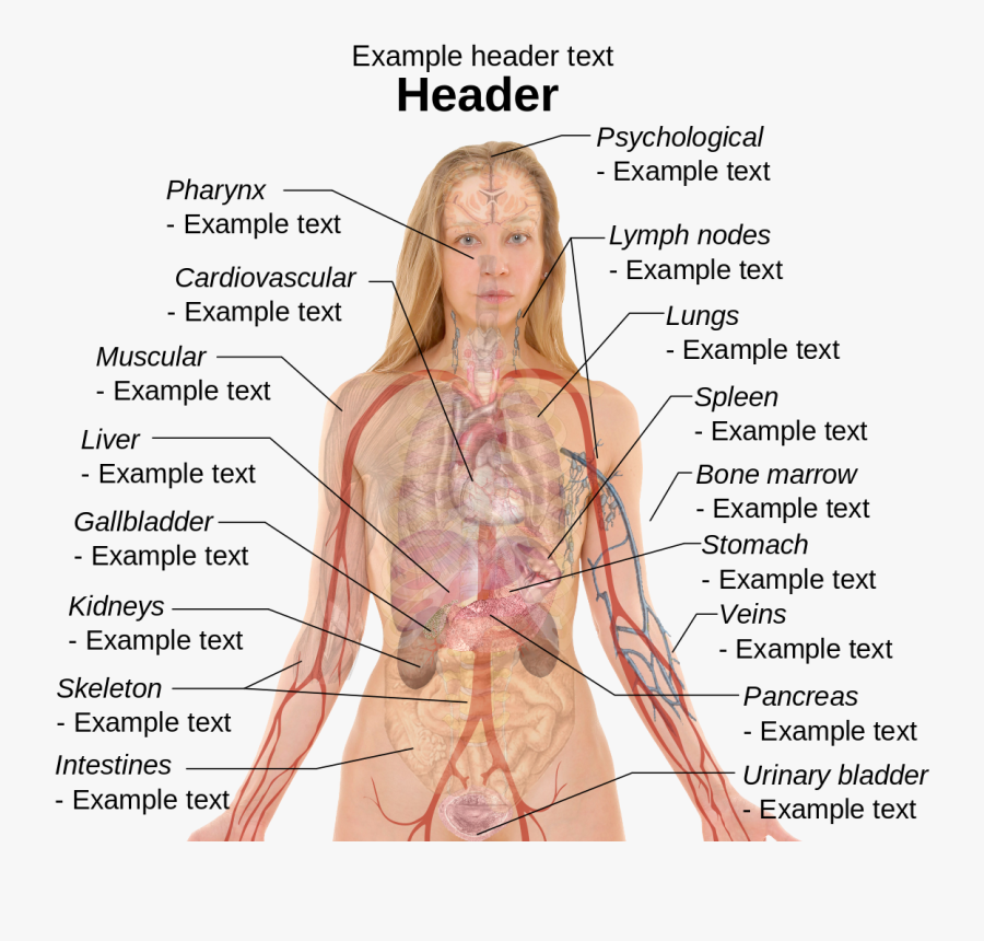 Library Intestines Drawing Human Internal Organ - Happens If You Don T Sleep, Transparent Clipart