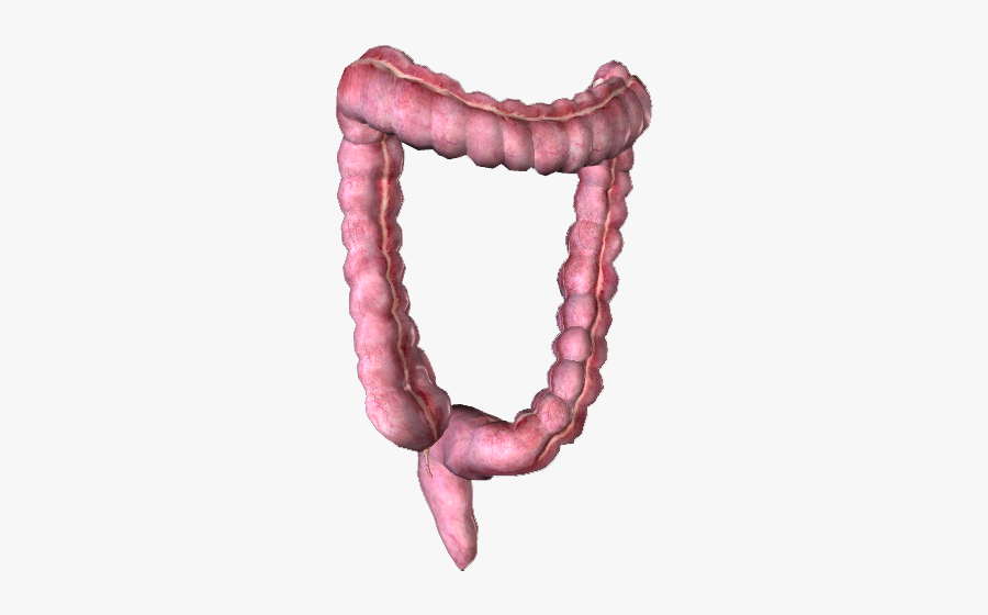 Clip Art Picture Of Large Intestine - Digestive System Large Intestine Png, Transparent Clipart
