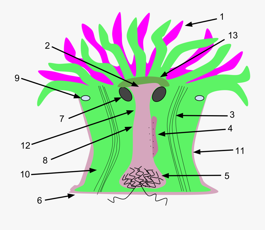 Acontias Clipart Sea Anemone - Sea Anemone Internal Structure, Transparent Clipart