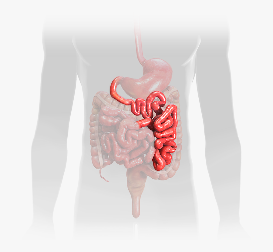 Duodenum / Jejunum / Proximal Small Bowel - Earrings, Transparent Clipart