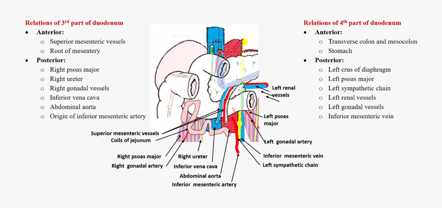 Portal Hypertension Collateral Pathways, Transparent Clipart