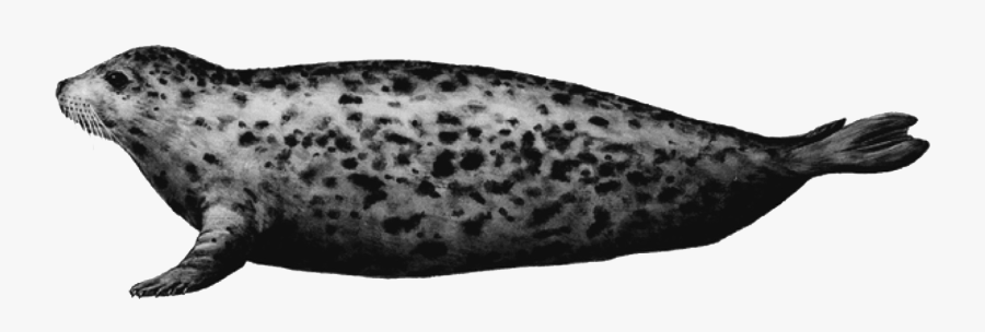 What's The Difference Between A Seal, Transparent Clipart