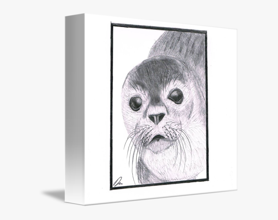 Seal Sketch By Damian Brown - Tabby Cat, Transparent Clipart