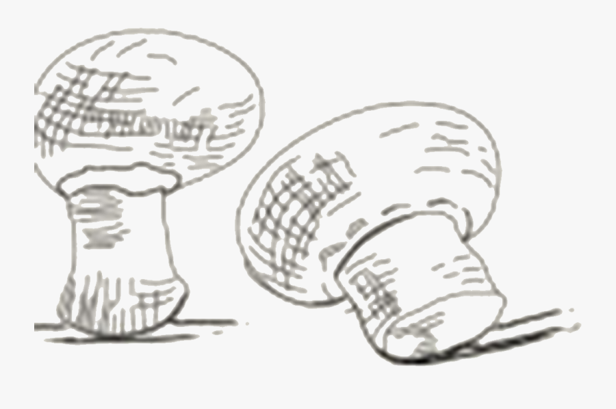 Sketch, Transparent Clipart