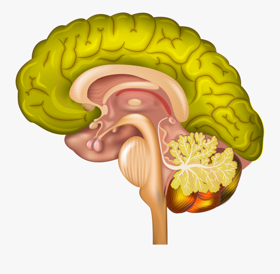 Brain Clipart Neuroscientist - Ventromedial Prefrontal Cortex, Transparent Clipart