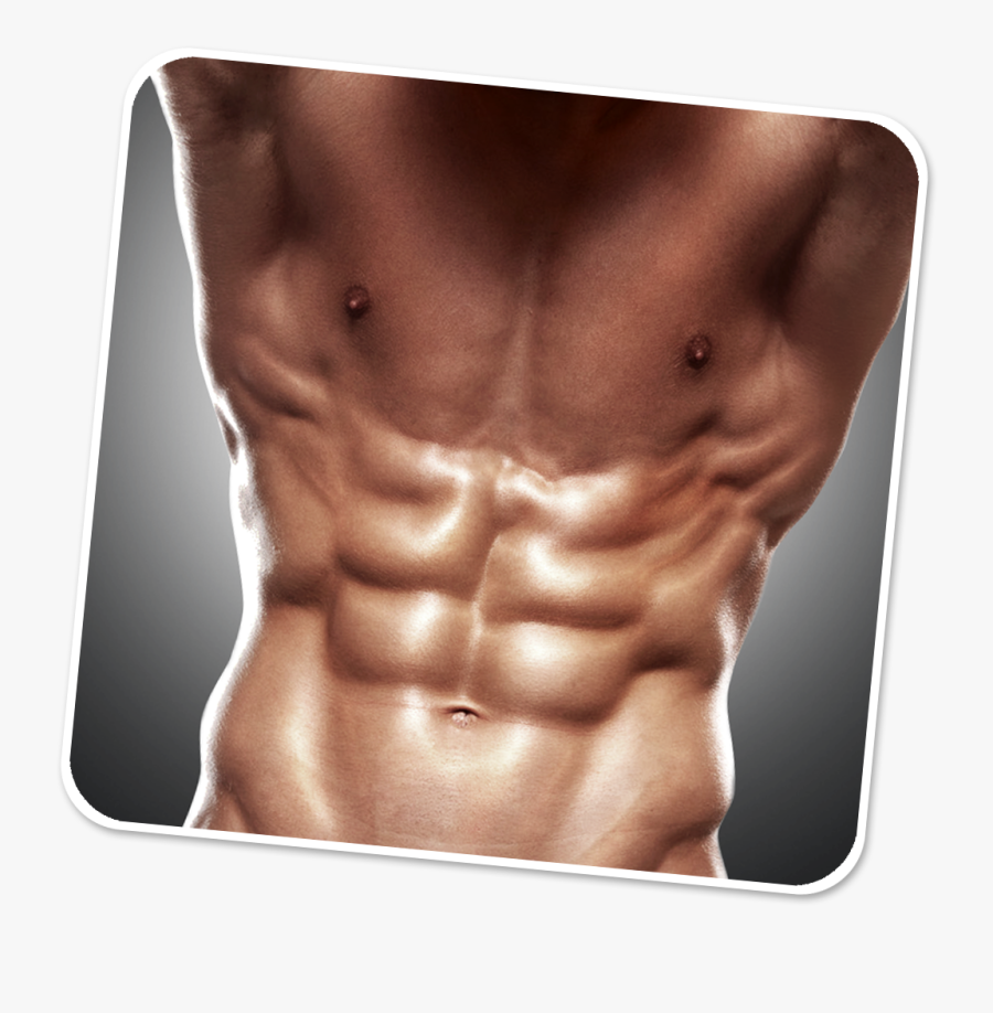 Rectus Abdominis Muscle, Transparent Clipart