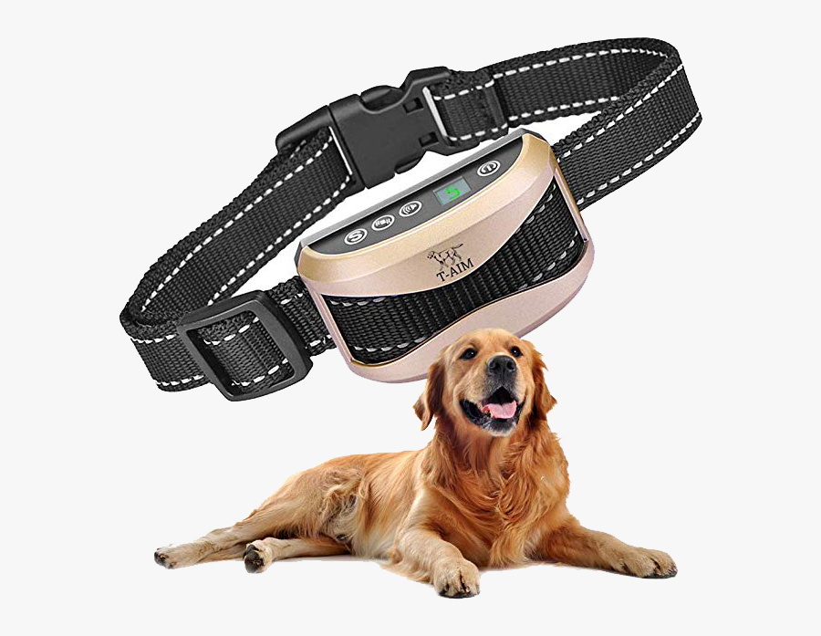 Golden Retriever Perdiguero De Oro Perro, Transparent Clipart