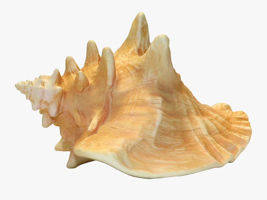 Conch Shell, Transparent Clipart