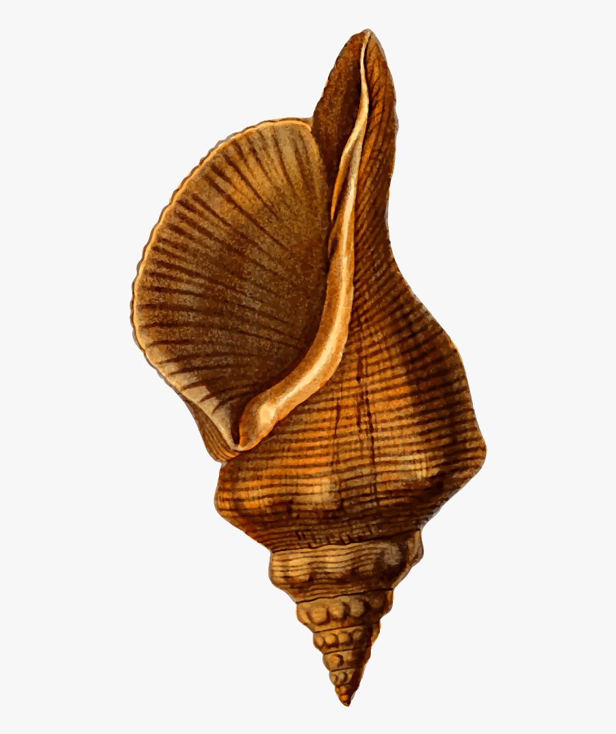 Transparent Conch Png - Horse Conch Clipart, Transparent Clipart