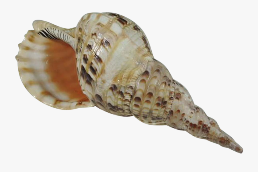 Conch Shell Transparent Background, Transparent Clipart