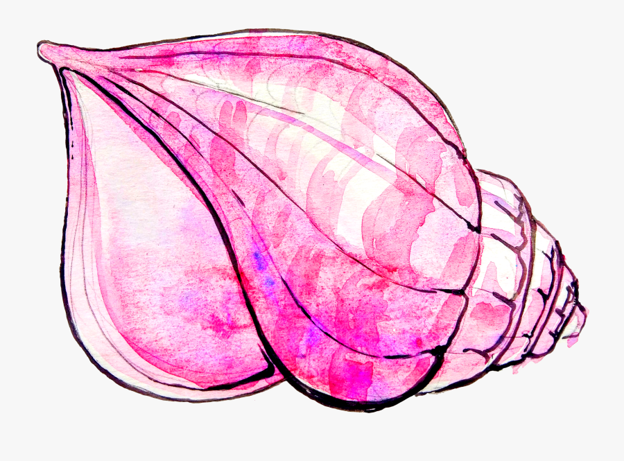 Conch Shell Drawing, Transparent Clipart