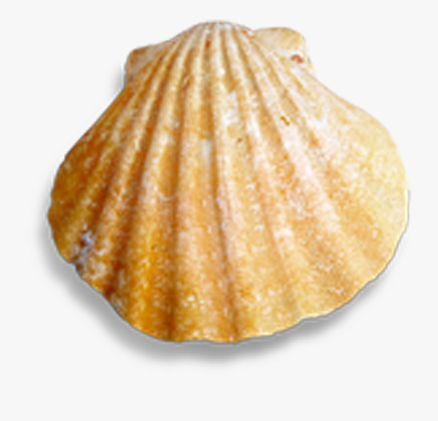 Cockle Seashell Conch - Concha De Mar Png Transparente, Transparent Clipart