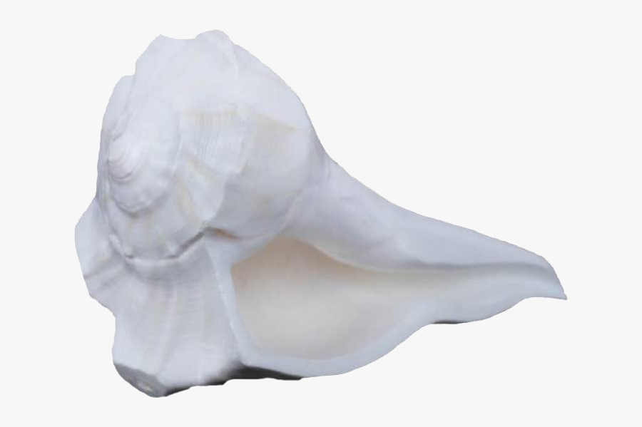 Conch Png Free Images - Conch, Transparent Clipart