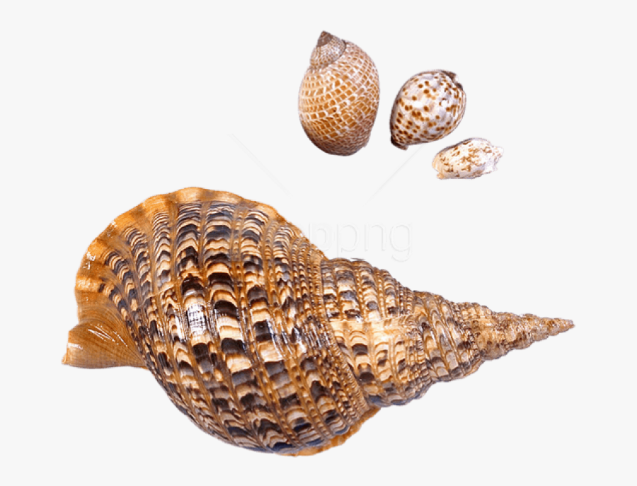Transparent Snail Clipart Black And White - Sea Snail Png, Transparent Clipart